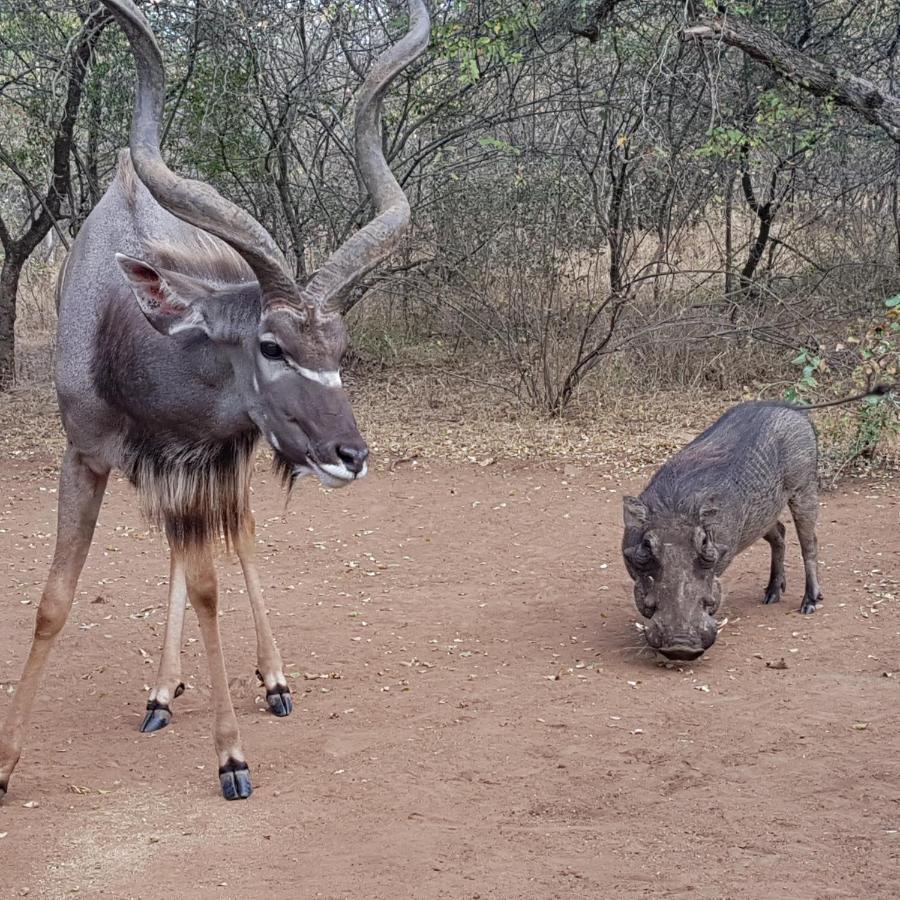 Villa Matumi Self Catering Marloth Park