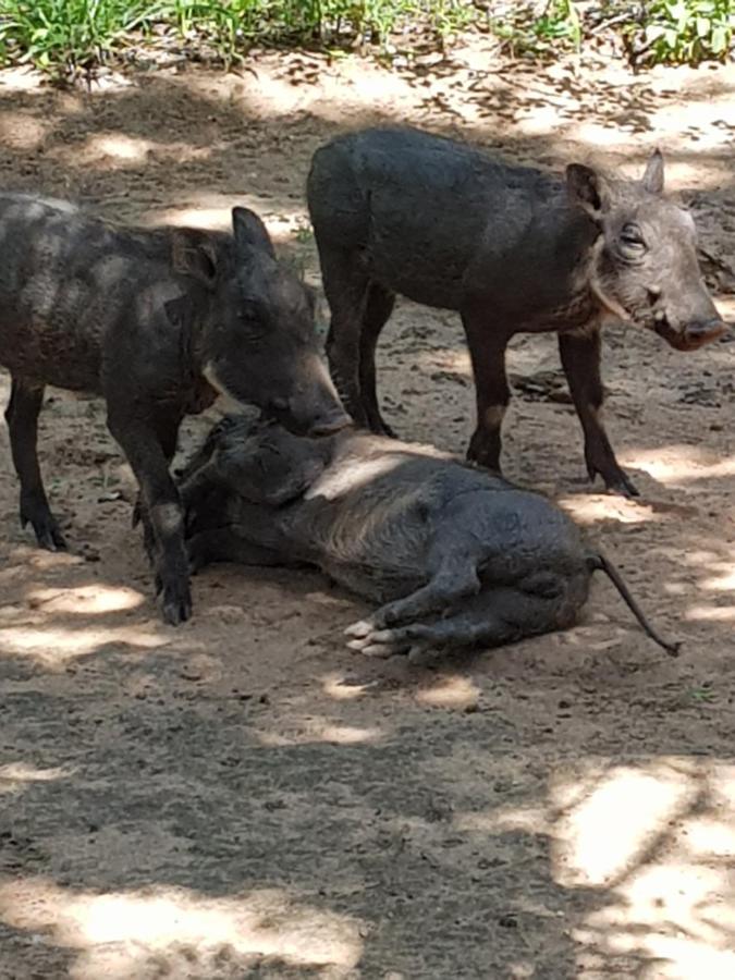 Matumi Self Catering Villa Marloth Park